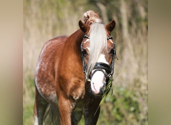 Welsh A (Mountain Pony), Gelding, 3 years, 11.2 hh, Sabino