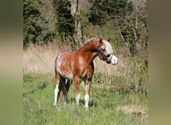 Welsh A (Mountain Pony), Gelding, 3 years, 11.2 hh, Sabino
