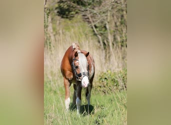 Welsh A (Mountain Pony), Gelding, 3 years, 11.2 hh, Sabino