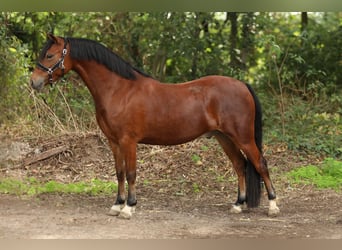 Welsh A (Mountain Pony) Mix, Gelding, 3 years, 11.3 hh, Brown
