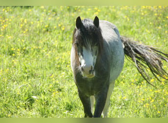 Welsh A (Mountain Pony), Gelding, 3 years, 11 hh, Grey