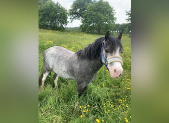Welsh A (Mountain Pony), Gelding, 3 years, 11 hh, Grey