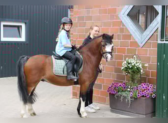 Welsh A (Mountain Pony), Gelding, 3 years, 11,1 hh, Brown