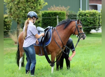 Welsh A (Mountain Pony), Gelding, 3 years, 11,1 hh, Brown