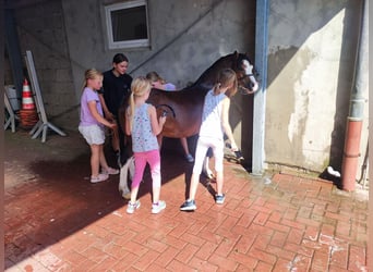Welsh A (Mountain Pony), Gelding, 3 years, 11,1 hh, Brown