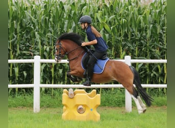 Welsh A (Mountain Pony), Gelding, 3 years, 11,1 hh, Brown