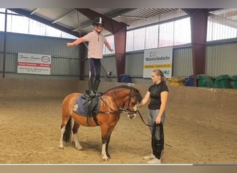 Welsh A (Mountain Pony), Gelding, 3 years, 11,1 hh, Brown