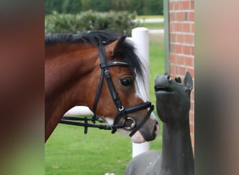 Welsh A (Mountain Pony), Gelding, 3 years, 11,1 hh, Brown