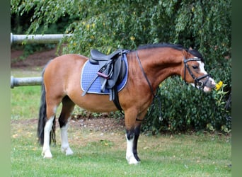 Welsh A (Mountain Pony), Gelding, 3 years, 11,1 hh, Brown