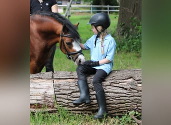 Welsh A (Mountain Pony), Gelding, 3 years, 11,1 hh, Brown