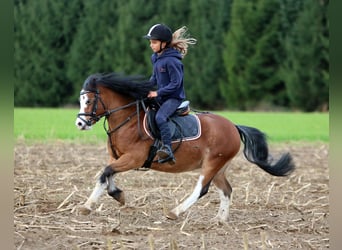 Welsh A (Mountain Pony), Gelding, 3 years, 11,1 hh, Brown
