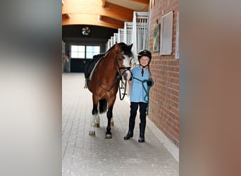 Welsh A (Mountain Pony), Gelding, 3 years, 11,1 hh, Brown