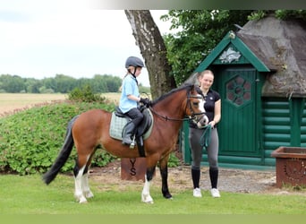 Welsh A (Mountain Pony), Gelding, 3 years, 11,1 hh, Brown