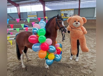 Welsh A (Mountain Pony), Gelding, 3 years, 11,1 hh, Brown