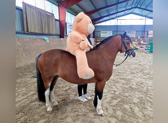 Welsh A (Mountain Pony), Gelding, 3 years, 11,1 hh, Brown