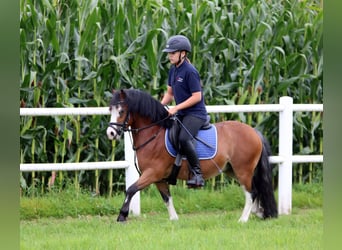Welsh A (Mountain Pony), Gelding, 3 years, 11,1 hh, Brown