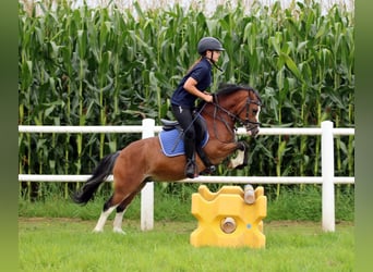 Welsh A (Mountain Pony), Gelding, 3 years, 11,1 hh, Brown