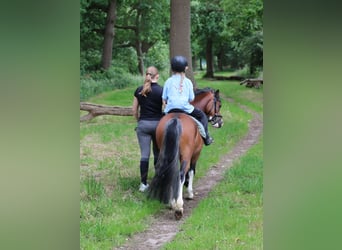Welsh A (Mountain Pony), Gelding, 3 years, 11,1 hh, Brown
