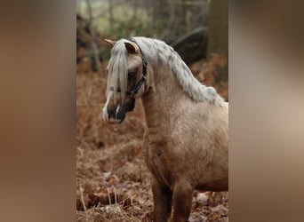 Welsh A (Mountain Pony), Gelding, 3 years, 11,1 hh, Palomino