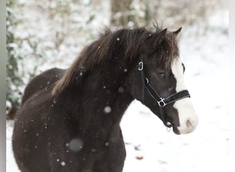Welsh A (Mountain Pony), Gelding, 3 years, 11,2 hh, Black
