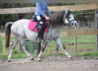 Welsh A (Mountain Pony), Gelding, 3 years, 11,2 hh, Grey