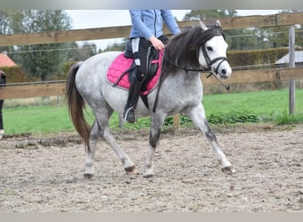 Welsh A (Mountain Pony), Gelding, 3 years, 11,2 hh, Grey