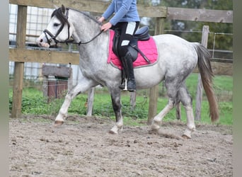 Welsh A (Mountain Pony), Gelding, 3 years, 11,2 hh, Grey