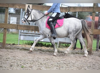 Welsh A (Mountain Pony), Gelding, 3 years, 11,2 hh, Grey