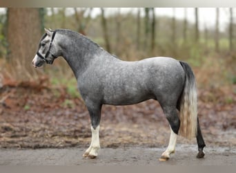 Welsh A (Mountain Pony), Gelding, 3 years, 11,2 hh, Grey