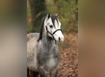 Welsh A (Mountain Pony), Gelding, 3 years, 11,2 hh, Grey