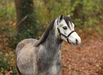 Welsh A (Mountain Pony), Gelding, 3 years, 11,2 hh, Grey