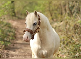 Welsh A (Mountain Pony), Gelding, 3 years, 11,2 hh, Palomino