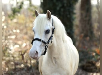 Welsh A (Mountain Pony), Gelding, 3 years, 11,2 hh, Palomino