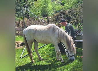Welsh A (Mountain Pony), Gelding, 3 years, 11,3 hh, Grey
