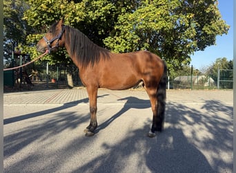 Welsh A (Mountain Pony) Mix, Gelding, 3 years, 12.2 hh, Brown