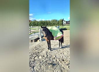 Welsh A (Mountain Pony), Gelding, 3 years, 12,1 hh, Bay-Dark