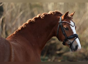 Welsh A (Mountain Pony), Gelding, 3 years, 12,1 hh, Chestnut