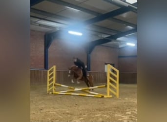 Welsh A (Mountain Pony), Gelding, 3 years, 12,1 hh, Chestnut