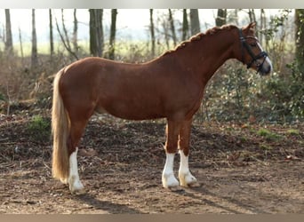 Welsh A (Mountain Pony), Gelding, 3 years, 12,1 hh, Chestnut