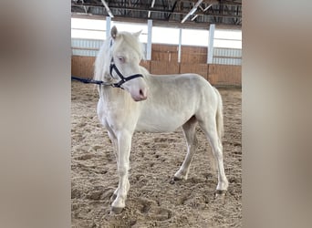 Welsh A (Mountain Pony), Gelding, 3 years, Cremello