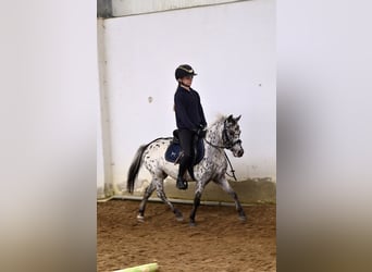 Welsh A (Mountain Pony), Gelding, 4 years, 10,2 hh, Leopard-Piebald