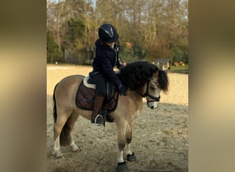 Welsh A (Mountain Pony), Gelding, 4 years, 11.1 hh, Dun