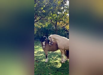 Welsh A (Mountain Pony), Gelding, 4 years, 11.1 hh, Dun
