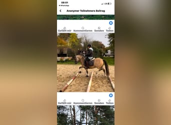 Welsh A (Mountain Pony), Gelding, 4 years, 11.1 hh, Dun