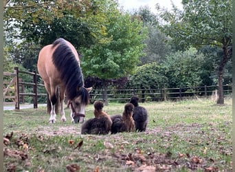 Welsh A (Mountain Pony), Gelding, 4 years, 11.1 hh, Dun