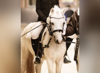 Welsh A (Mountain Pony), Gelding, 4 years, 11.1 hh, Grey