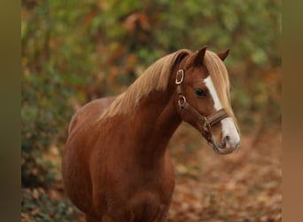 Welsh A (Mountain Pony), Gelding, 4 years, 11.2 hh, Chestnut-Red
