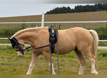 Welsh A (Mountain Pony), Gelding, 4 years, 11.2 hh, Palomino