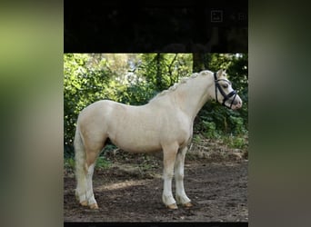 Welsh A (Mountain Pony), Gelding, 4 years, 11.2 hh, Palomino