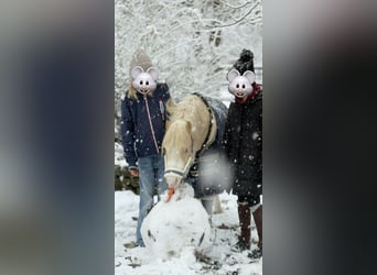 Welsh A (Mountain Pony), Gelding, 4 years, 11.2 hh, Palomino